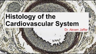 Histology of the cardiovascular system [upl. by Raskind714]