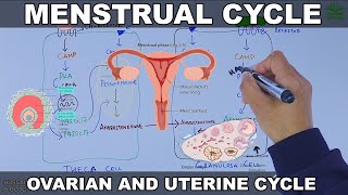 Menstrual Cycle  Ovarian and Uterine Cycle [upl. by Nayr]