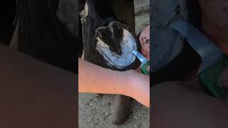 Master Farrier Fixes Donkey Hooves in Underdeveloped Region A Video for Relaxation and Curiosity [upl. by Assirroc]