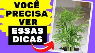 Chamaedorea elegans 6 dicas INCRÍVEIS de cultivo [upl. by Arella]