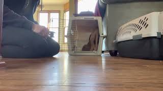 Crate training a 2 months old puppy [upl. by Sudnor248]