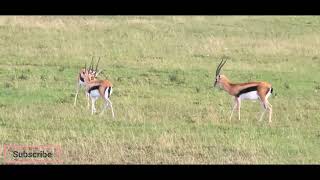 Thomsons Gazelle quotTommiequot in Battle for Dominance at Serengeti National Park [upl. by Miguelita]