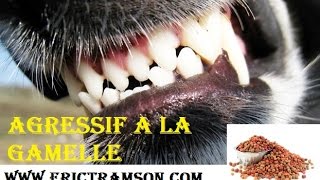 Comment éduquer mon chien Dog Allemand agressif à la gamelle avec Eric Tramson [upl. by Amitaf]