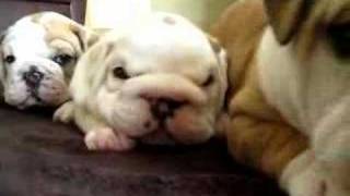 English Bulldog Puppies amp crazy mama [upl. by Ringe37]