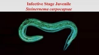 Infection Behaviors of Parasitic Nematodes The Story of the Slithering Herd [upl. by Iohk699]