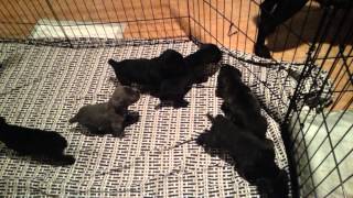 Cane corso puppies Italian mastiff [upl. by Dearden]