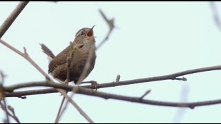 Wren singing [upl. by Ahsekyt880]