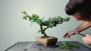 Bonsai Pruning Session Fukien Tea and Walters Viburnum [upl. by Devlin]