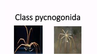 Class pycnogonida  Subphylum Chelicerata [upl. by Harim325]