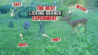 The Best Licking Branch For A Mock Scrape Experiment [upl. by Nirek]