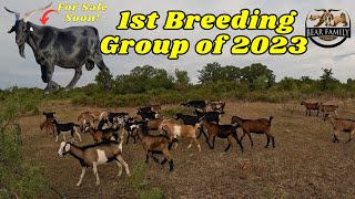 1st Breeding Group of 2023 [upl. by Koser]