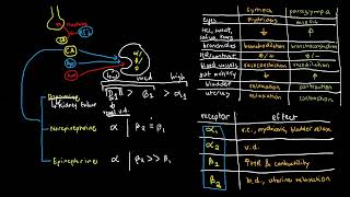 PHARMACOLOGY 28  Catecholamine Receptor Selectivities [upl. by Llerut]