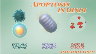 what is ApoptosisThe Apoptotic pathways and the Caspase Cascade Apoptosis Animation video in hindi [upl. by Rania]