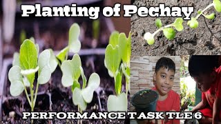 Planting Pechay Performance Task TLE 6 [upl. by Seafowl]