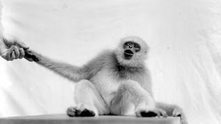 Bornean whitebearded gibbon [upl. by Feinleib]