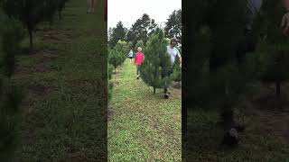 Christmas tree farm [upl. by Annail]