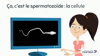 Le spermatozoïde [upl. by Eniamzaj]