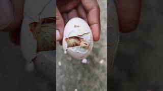 Chick is so Exited For hatching 🐣🐣🐥 [upl. by Reyotal]