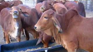 Meduna Estate Red Brahmans  Breakfast [upl. by Giuliana]