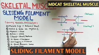 sliding filament model  NMDCAT 2021 [upl. by Clift594]