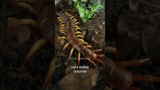 Giant Desert Centipede  Venomous Predator [upl. by Abbate]