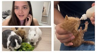 VLOG 12 Rescatamos tres gatitos huérfanos 🐱🐱🐱🏠♥️ [upl. by Inotna934]