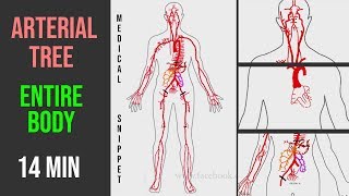 Arteries Arterial Tree of the entire human body • Anatomy explained in 14 minutes [upl. by Childs]