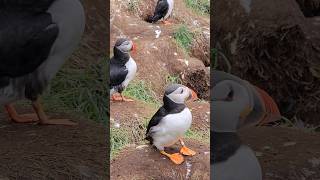 Puffins Iceland puffins puffin birds dance iceland lundi birdslover travel shortvideo [upl. by Thornie]