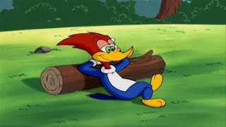 Woody Woodpecker Show  Woodsy Woody  Full Episode  Videos For Kids [upl. by Nnaid443]