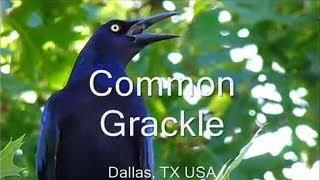 Common Grackle  Great Tailed Grackle Bird Sounds [upl. by Atila]