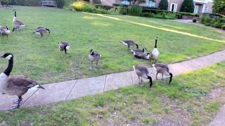 Capital Naturalist Canada Goose Hissing [upl. by Necyrb]