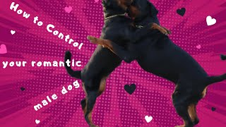 How To Handle Male Dog When Female is in Heat Rottweiler  Chatty Rotty IN TAMIL [upl. by Bourgeois]