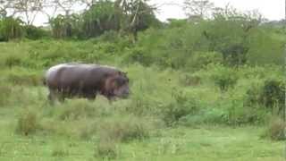 Hippo running into the pond Serengeti National Park [upl. by Marris]