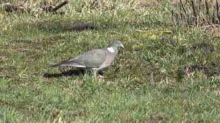 Karvelis Keršulis Columba palumbus Balandis [upl. by Jenn834]