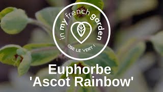 Euphorbe Ascot Rainbow [upl. by Evannia]