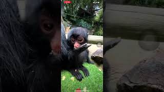 Beautiful Spider Monkey Enjoys Juicy Fruits 🍎🍌  Primate Nature [upl. by Enovi2]