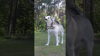 Top Ten Crappest Dogs The Husky animals dogs comedy [upl. by Harehs]