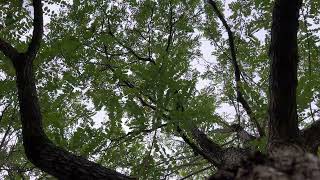 Black locust  canopy  September 2024 [upl. by Ailin]