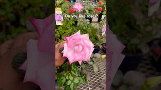 Roses🌹honestly if the plant is pink I automatically love it 😩🤭 pink plants roses roseflower [upl. by Larcher]