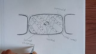 Spirogyra Diagram Plants of the Thallophyta Division spirogyra labelled Diagram Thallophyta [upl. by Kelcie970]