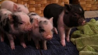 Perfectly Precious Potbelly Pigs  Too Cute [upl. by Bergess]