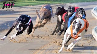 Greyhound Racing  Race of Champions 🏁🏆 [upl. by Fiester]