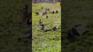 The Cheese Rolling Race where people chase cheese down a hill returned to Gloucestershire for 2023 [upl. by Marv]