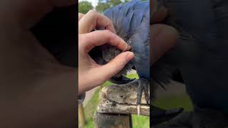 Hyacinth Macaws enjoy some satisfying pin feather pops [upl. by Barmen58]