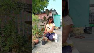 Rubber Plant Repotting plantscorner shorts youtubeshorts rubberplant gardening [upl. by Currey]