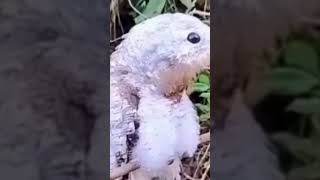 Eurasian eagleowlGreat potoo Nyctibius Spotted owlet [upl. by Cherise]