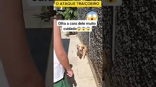 A cara do cachorro e o melhor kkkkk [upl. by Assirrem523]