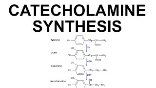 Catecholamine Synthesis [upl. by Haizek]