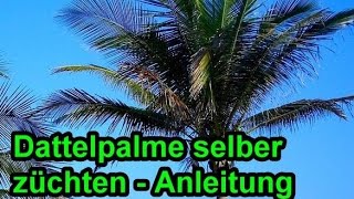 Dattelpalme aus Kern züchten  Dattelpalmen aus Dattel selber ziehen – Anleitung Palme pflanzen [upl. by Lysander]