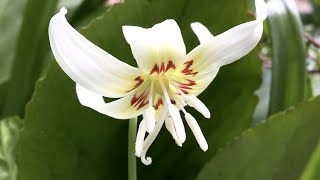 Erythronium White Beauty  FarmerGracycouk [upl. by Edijabab591]